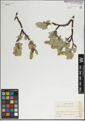 Foto von Salix lanata L.